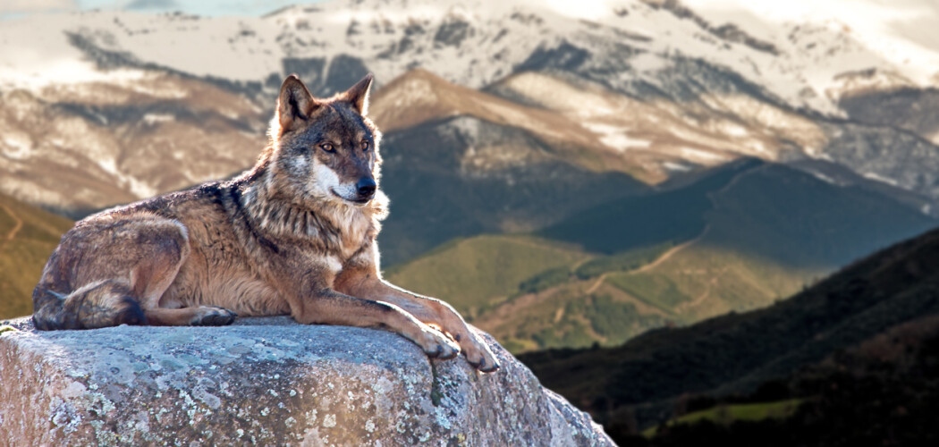 Волк — самый совершенный представитель животного мира